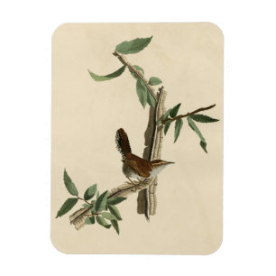 Magnet Flexible Bewick's Wren de Audubon's Birds of America