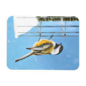 Magnet Flexible Bickadee sur la peinture d'alimentation - Oiseaux  (Horizontal)