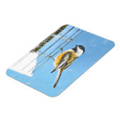 Magnet Flexible Bickadee sur la peinture d'alimentation - Oiseaux  (Côté Gauche)