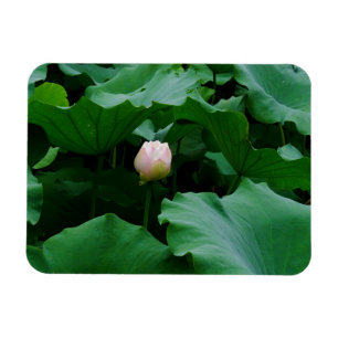 Magnet Flexible Bientôt florissante