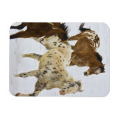 Magnet Flexible Big Horn Mountains, Chevaux courant dans la neige (Horizontal)