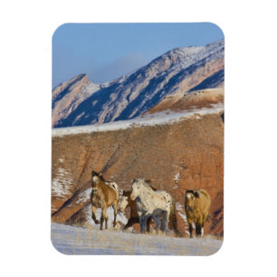 Magnet Flexible Big Horn Mountains, Chevaux courant dans la neige