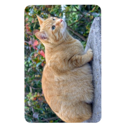 Magnet Flexible Big Red Tabby (Vertical)