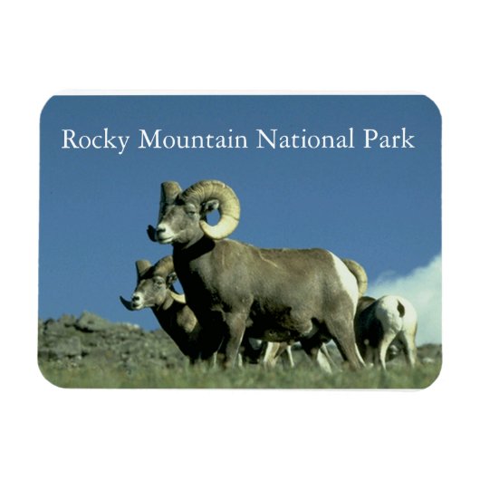 Magnet Flexible Bighorn Sheep (Horizontal)
