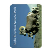 Magnet Flexible Bighorn Sheep (Vertical)