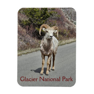 Magnet Flexible Bighorn Sheep Photo