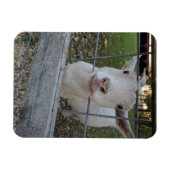 Magnet Flexible Billy chèvre (Horizontal)