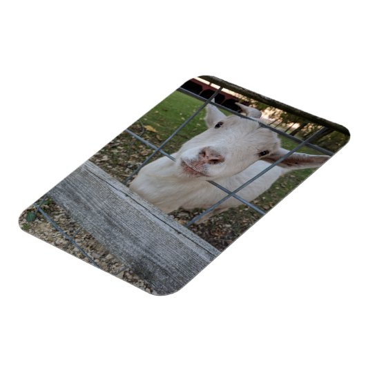 Magnet Flexible Billy chèvre (Côté Gauche)