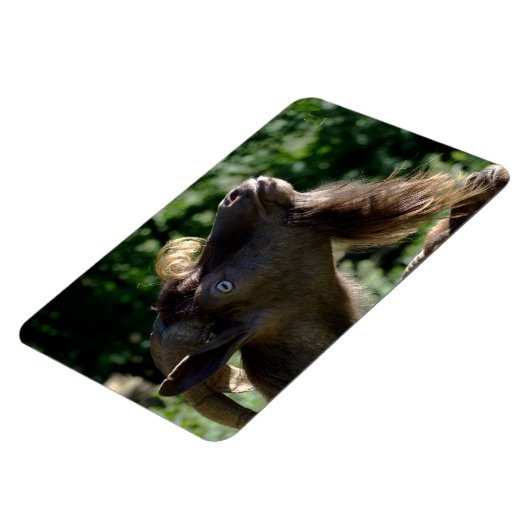 Magnet Flexible Billy Goat (Côté Gauche)