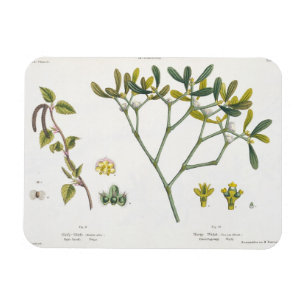 Magnet Flexible Birch (à gauche) et Mistletoe (à droite), fig. 9 e