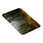 Magnet Flexible Birch Trees blancs et fougères d'automne à Rocky M (Côté Droit)