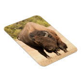 Magnet Flexible Bison (Côté Droit)