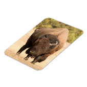 Magnet Flexible Bison (Côté Gauche)