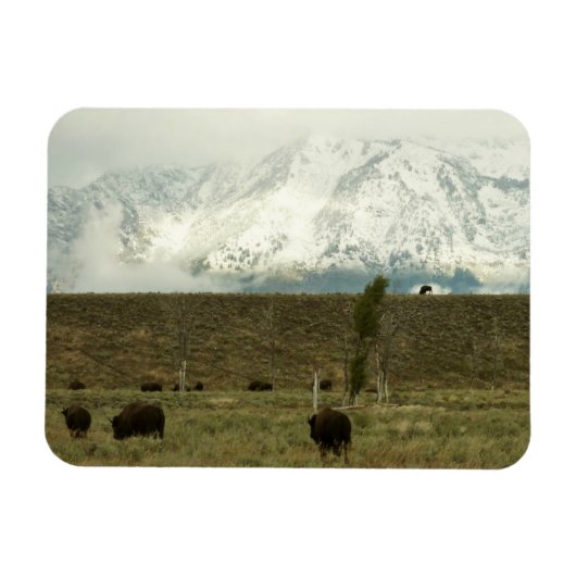 Magnet Flexible Bison à Grand Teton National Park Photographie (Horizontal)