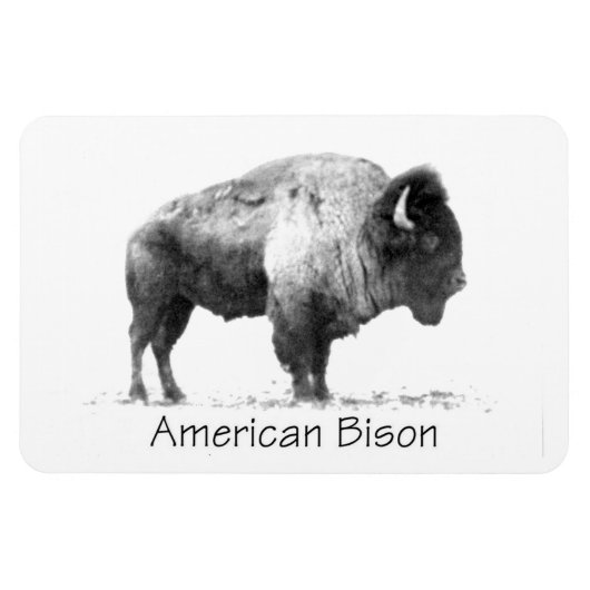 Magnet Flexible Bison américain (Horizontal)