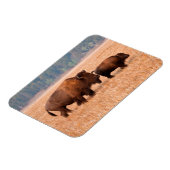 Magnet Flexible Bison Américain (Bison Bison) Vache Et Veau (Côté Gauche)