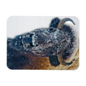 Magnet Flexible Bison américain en neige au parc national Yellowst (Horizontal)