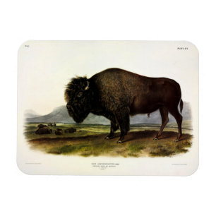 Magnet Flexible Bison américain, ou bison (bison) - Audubon