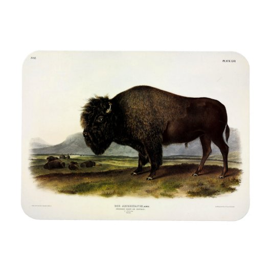 Magnet Flexible Bison américain, ou bison (bison) - Audubon (Horizontal)
