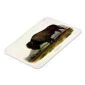 Magnet Flexible Bison américain, ou bison (bison) - Audubon (Côté Gauche)