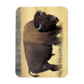Magnet Flexible Bison Bull à Yellowstone National (Vertical)