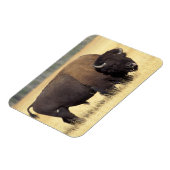 Magnet Flexible Bison Bull à Yellowstone National (Côté Gauche)