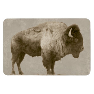 Magnet Flexible Bison d'Amérique