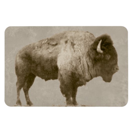 Magnet Flexible Bison d'Amérique (Horizontal)
