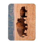 Magnet Flexible Bison d'Amérique (Bison bison) Vache et Veau (Vertical)