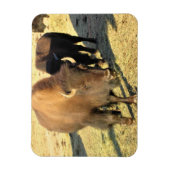 Magnet Flexible Bison dans le Colorado (Vertical)