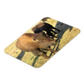 Magnet Flexible Bison dans le Colorado (Côté Gauche)