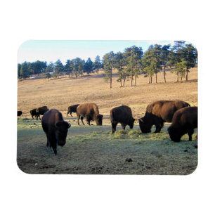 Magnet Flexible Bison dans le Colorado