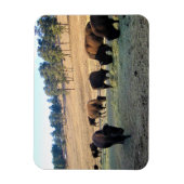 Magnet Flexible Bison dans le Colorado (Vertical)