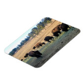 Magnet Flexible Bison dans le Colorado (Côté Gauche)
