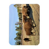 Magnet Flexible Bison dans le Colorado (Vertical)