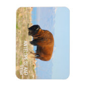 Magnet Flexible Bison d'Antelope Island, Utah (Vertical)