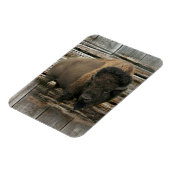Magnet Flexible Bison de bois (Côté Gauche)