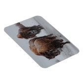 Magnet Flexible Bison de Yellowstone (Côté Droit)