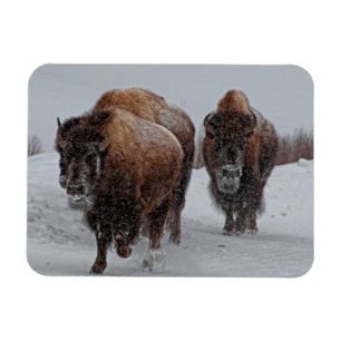 Magnet Flexible Bison de Yellowstone