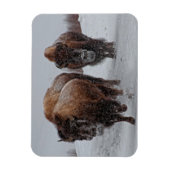 Magnet Flexible Bison de Yellowstone (Vertical)