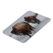 Magnet Flexible Bison de Yellowstone (Côté Gauche)