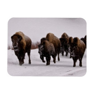Magnet Flexible Bison en hiver