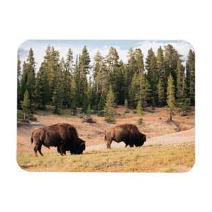 Magnet Flexible Bison en parc national de Yellowstone, Wyoming