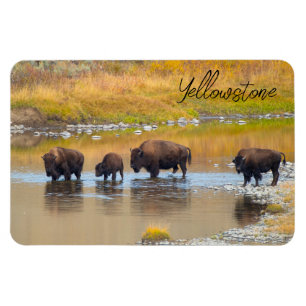 Magnet Flexible Bison River Crossing Parc national de Yellowstone