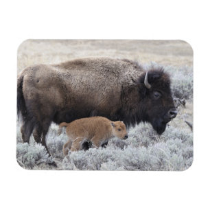 Magnet Flexible Bison vache et veau, Yellowstone