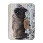 Magnet Flexible Bison vache et veau, Yellowstone (Vertical)