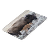 Magnet Flexible Bison vache et veau, Yellowstone (Côté Gauche)