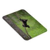Magnet Flexible Black Bear Cub jouant sur le membre de l'arbre (Côté Droit)