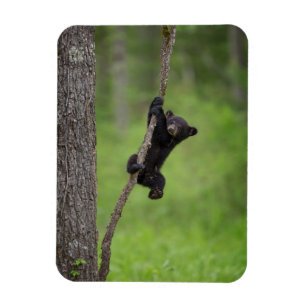 Magnet Flexible Black Bear Cub jouant sur le membre de l'arbre