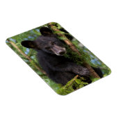 Magnet Flexible Black Bear Cub Jouer dans les arbres (Côté Droit)